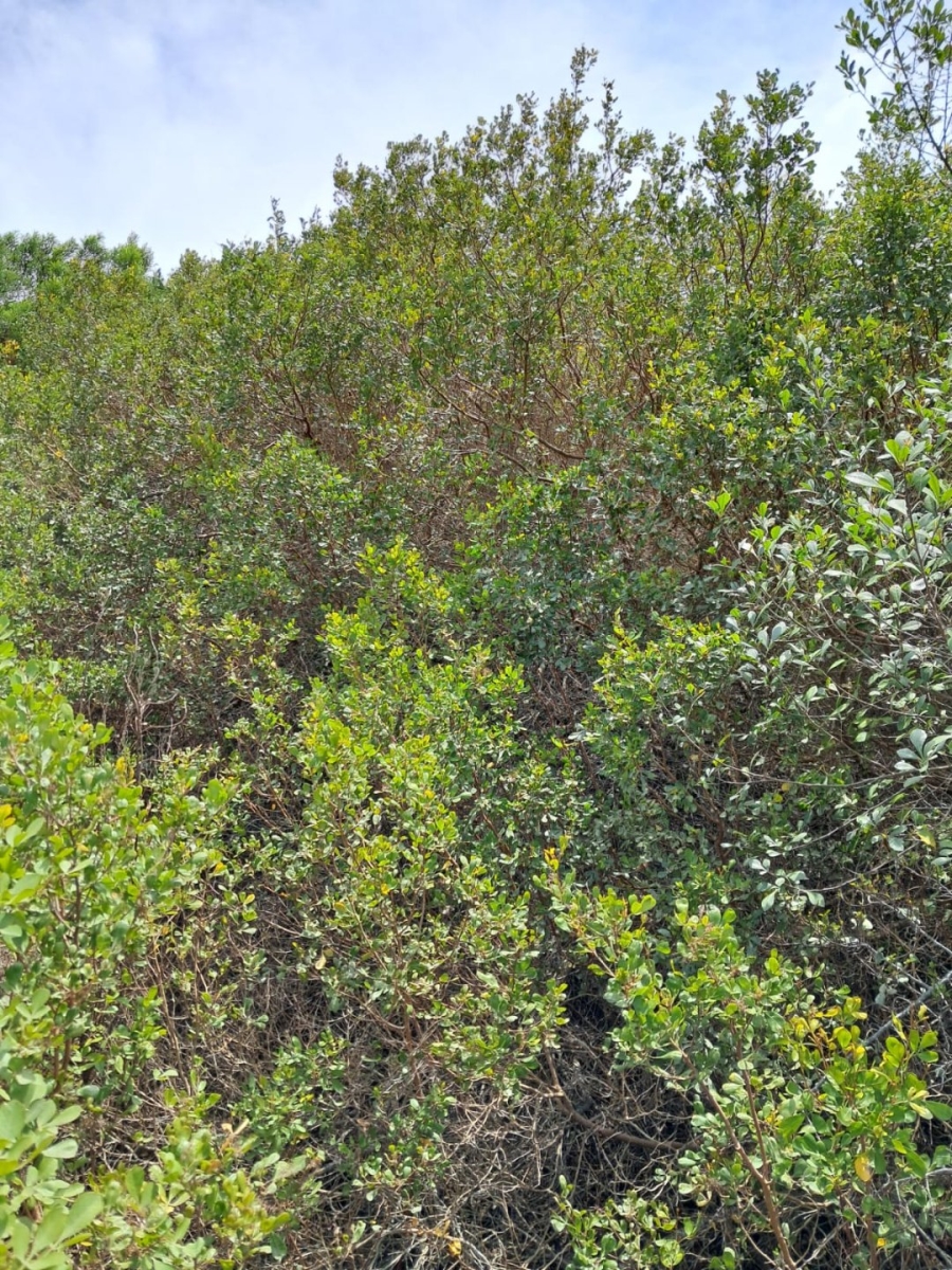 Commercial Property for Sale in Sandhoogte Western Cape